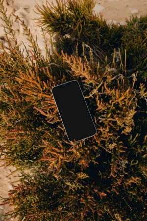 Iphone mock-up on top of a plant in a desert environment