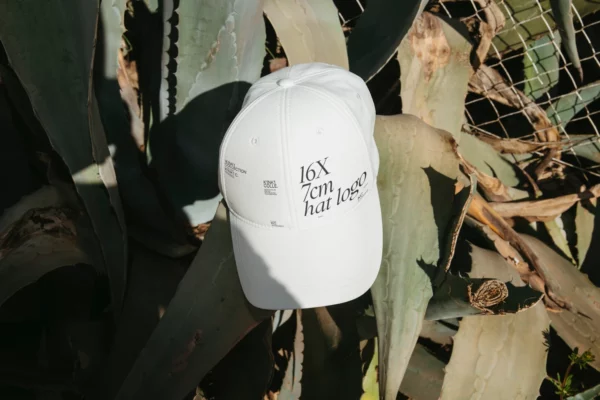 Baseball cap placed on a cactus leave receiving sunlight.